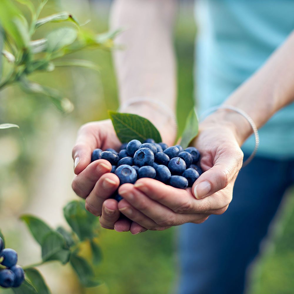 aside-Handful-of-Blueberries