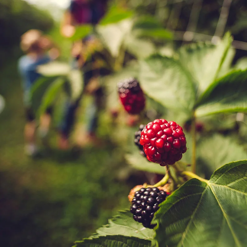 aside-blackberries-2