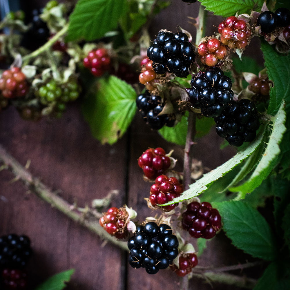 aside-blackberries3