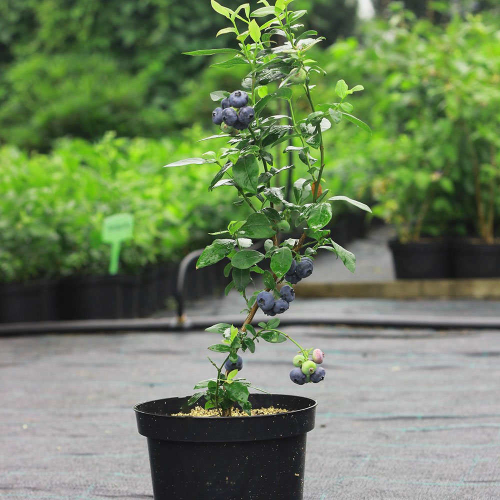 aside-blueberry-plant
