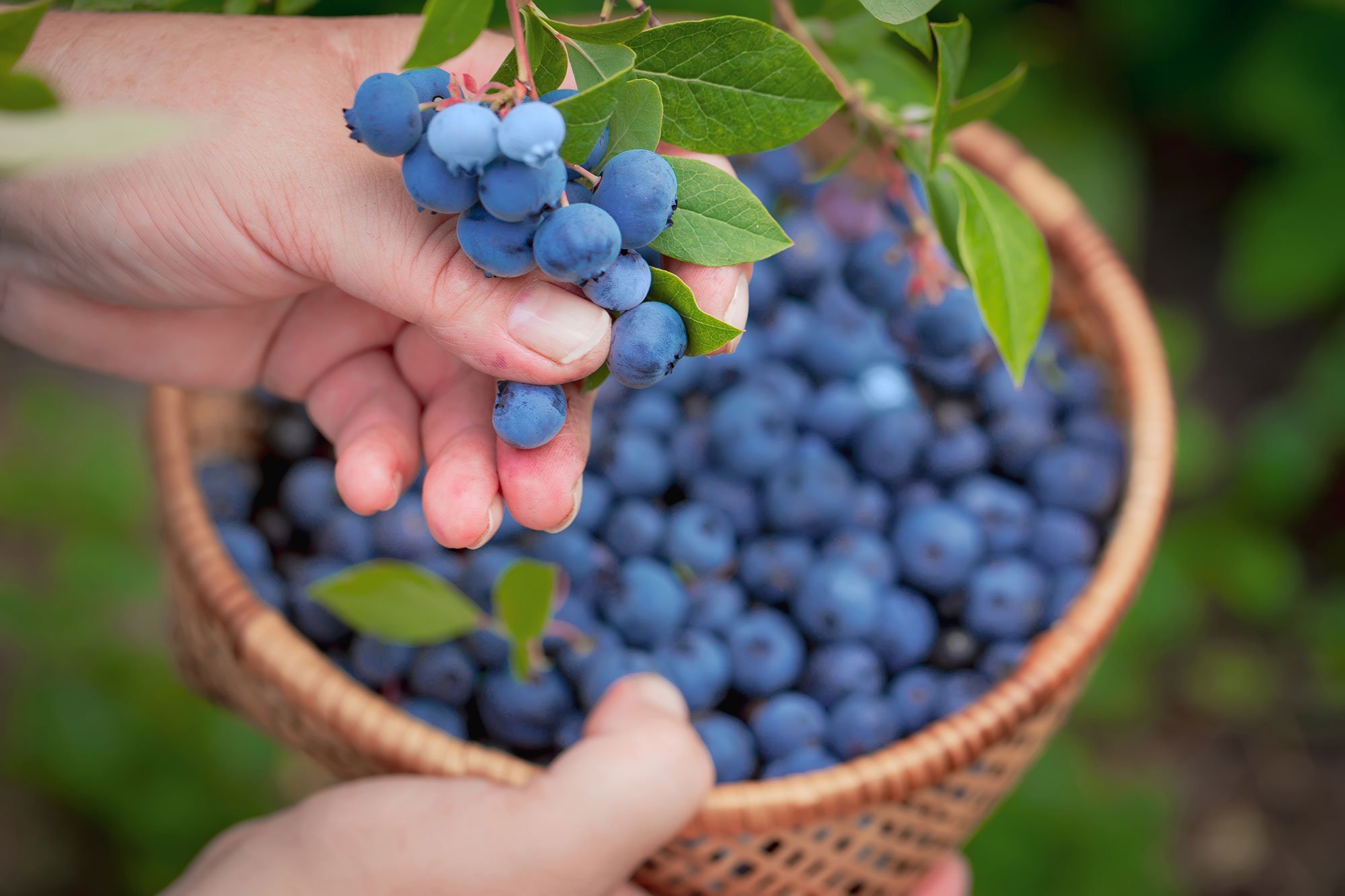 Blueberry Bill Farms — New Jersey's Best Blueberries