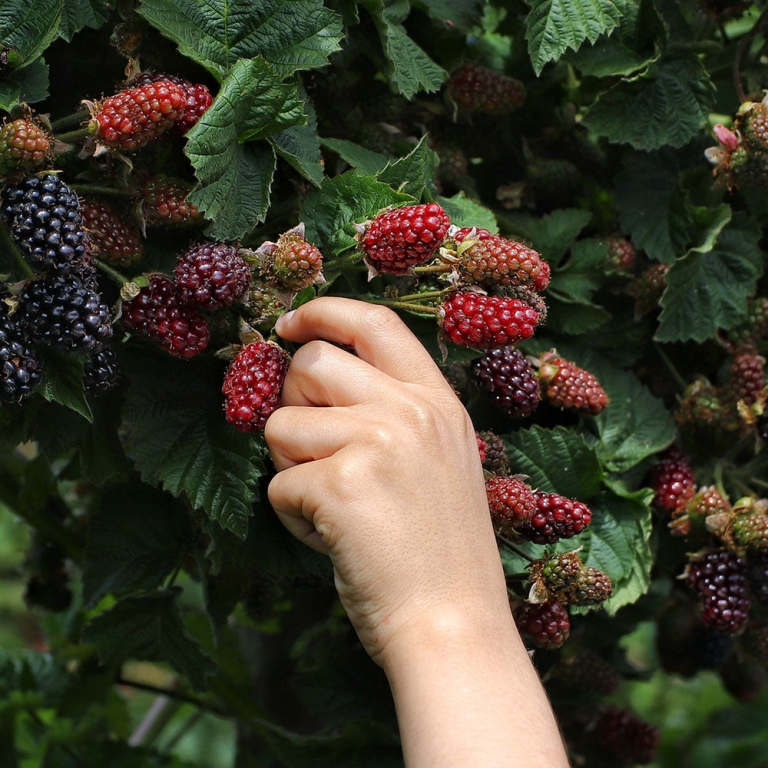 Blackberry Bushes Blueberry Bill Farms